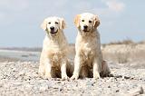GOLDEN RETRIEVER 425
